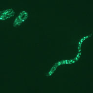 Celegans Embryo