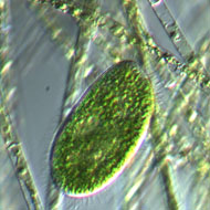 Ciliate