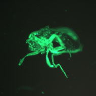 Drosophila