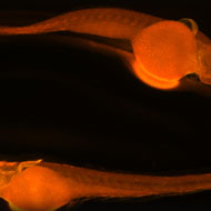 Red Zebrafish